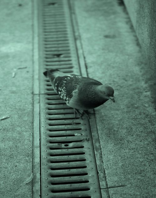 Free Nature just checkin in Stock Photo