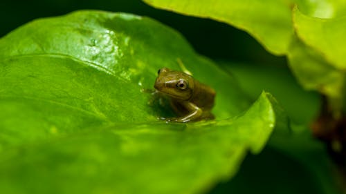 dendropsophus molitor, 両生類, 浅いフォーカスの無料の写真素材