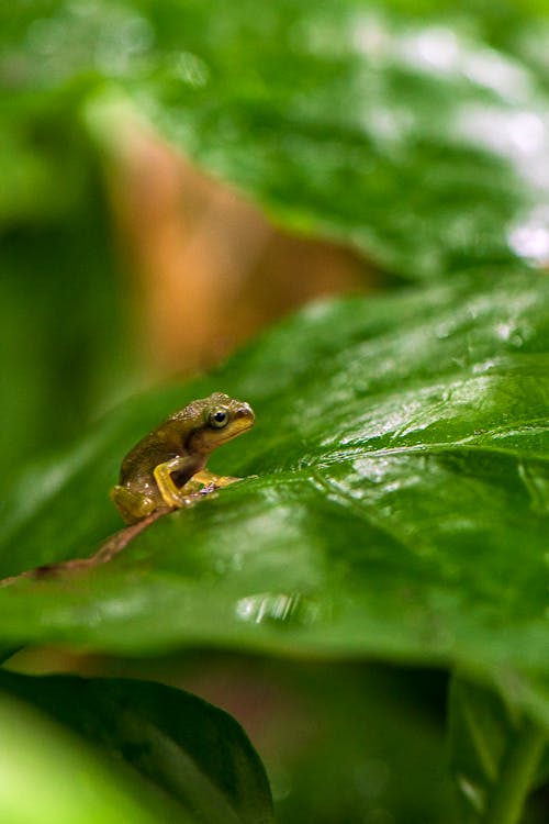 A Frog on a Leaf 