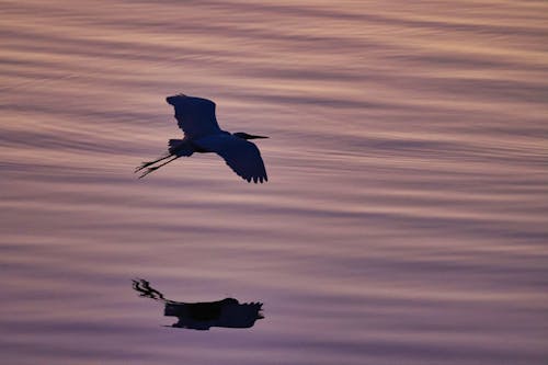 Egret Bird Flying over the Water