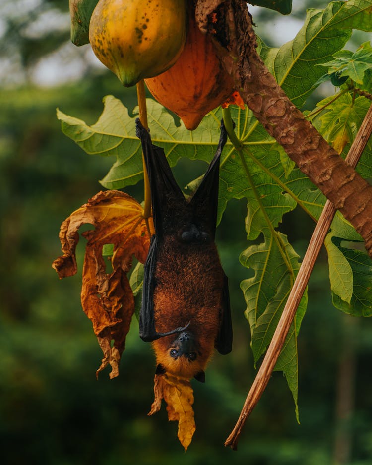 Close-Up Photograph Of An Old World Fruit Bat