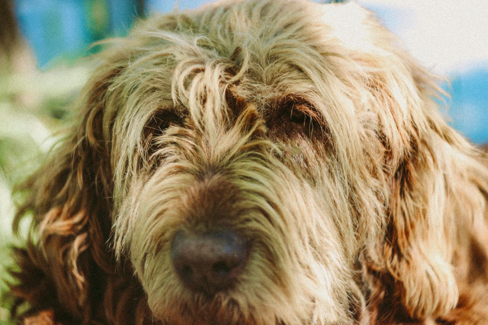 Een close-upfoto van een Otterhound