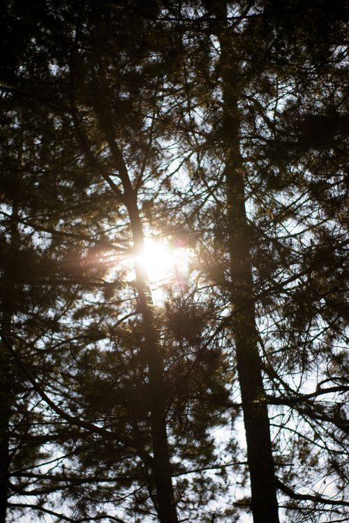 Free Beautiful sunlight filtering through dense pine trees, capturing nature's serene beauty. Stock Photo