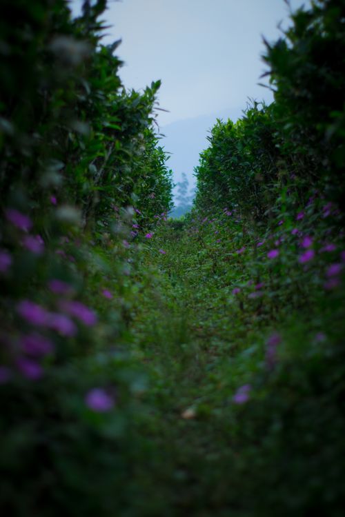 Free Enchanting pathway surrounded by lush foliage and vibrant flowers, perfect for serene nature backgrounds. Stock Photo