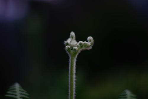 Ilmainen kuvapankkikuva tunnisteilla kasvi, kasvu, lehti