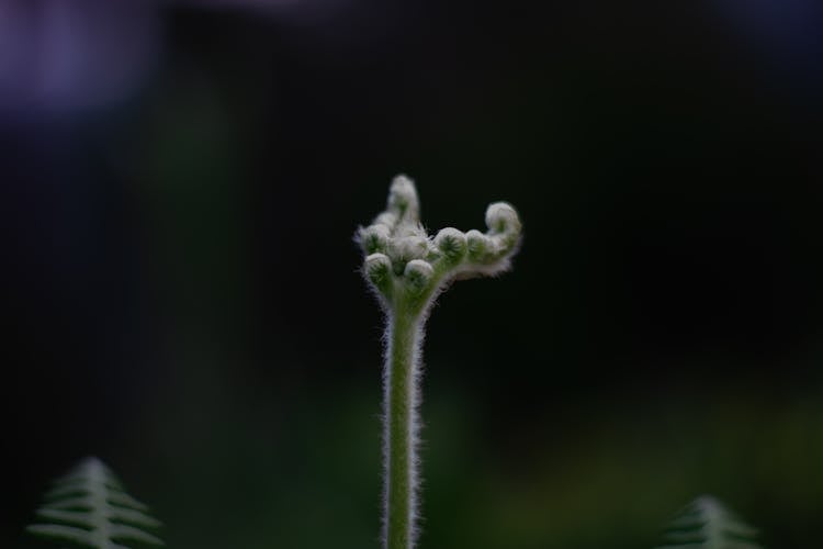 Budding Fern Plant