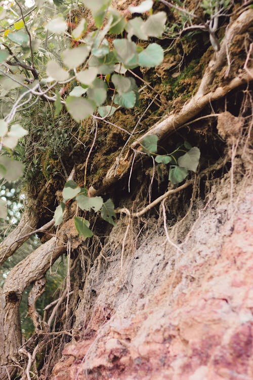 Close-up Photo of Roots of Plants