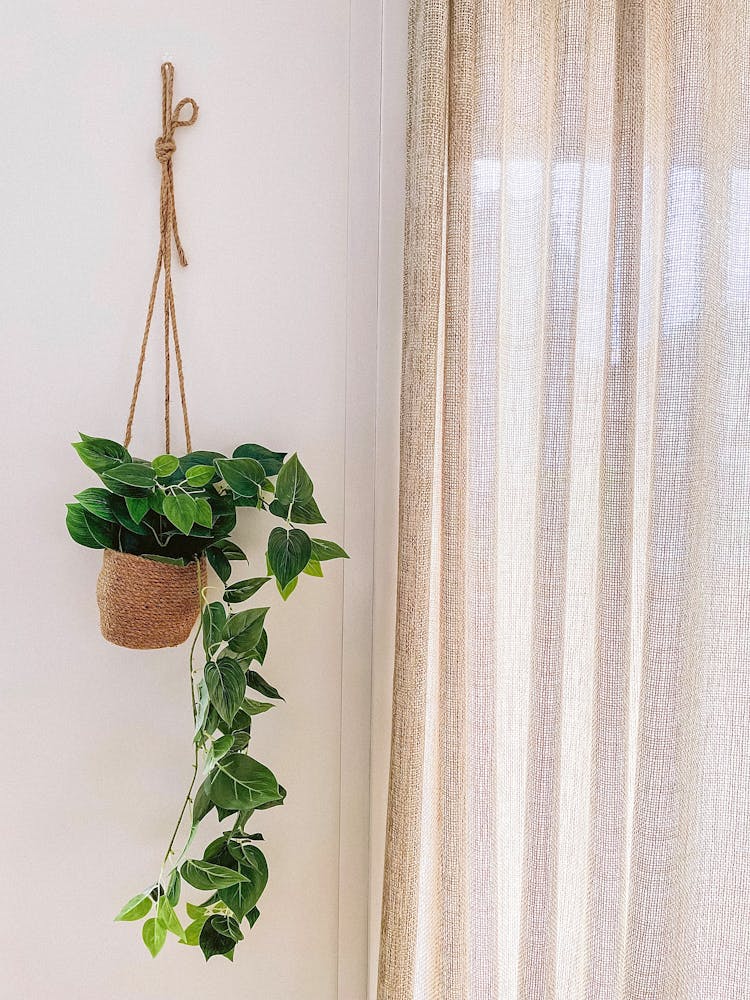 Plant Hanging Near Window