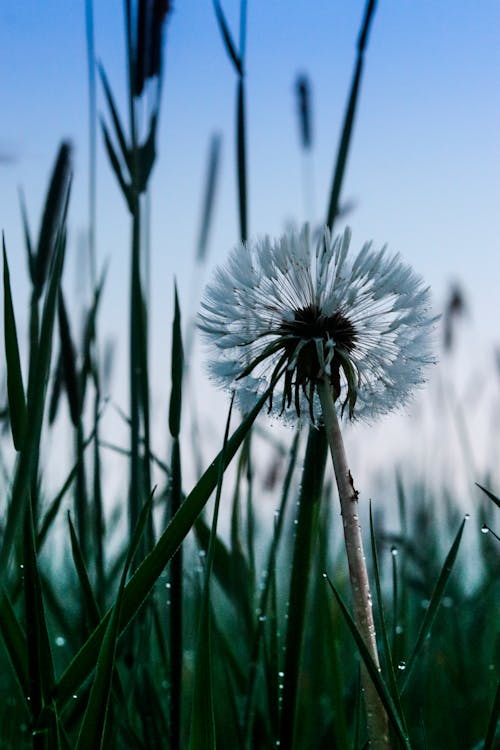 A White Dandelion with Raindrops on Green Leaves