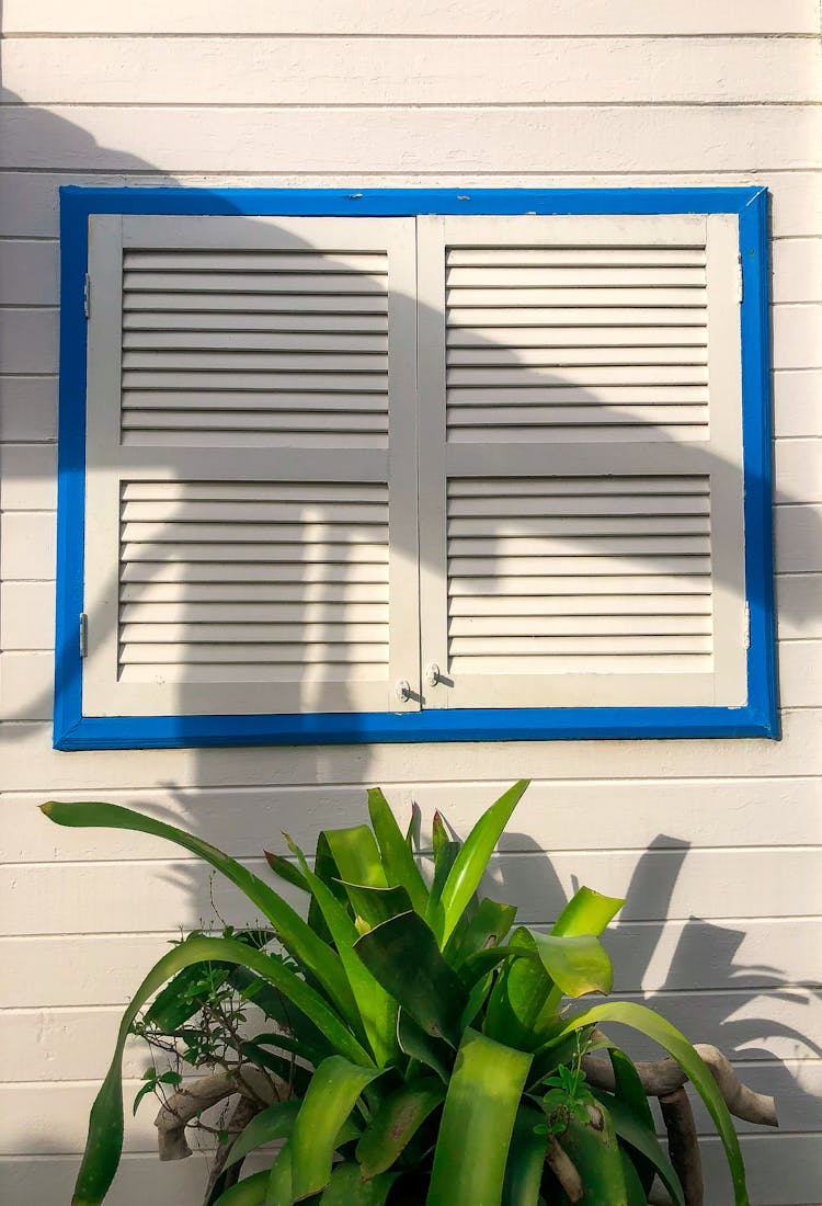 A White Window Near A Plant