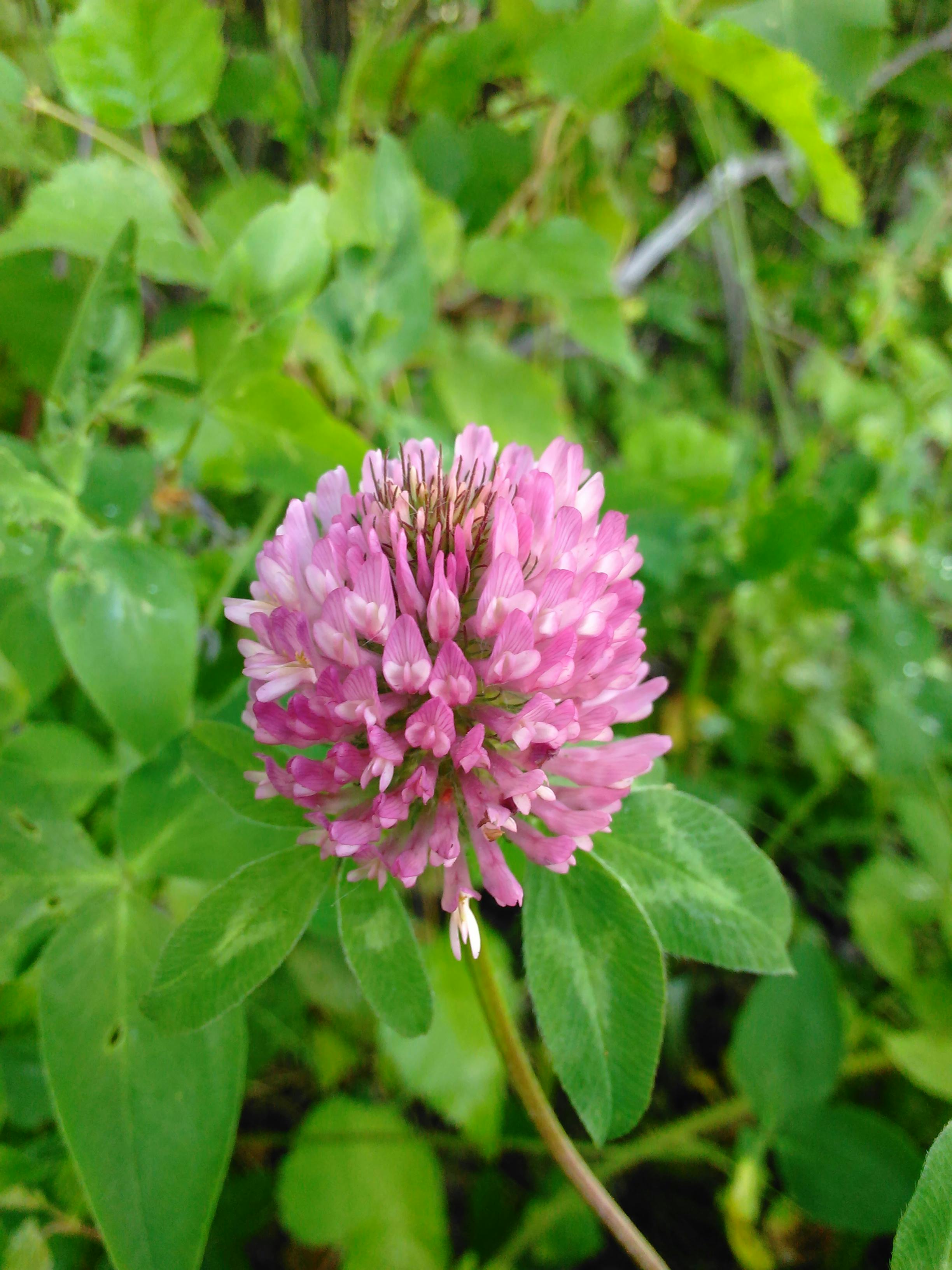 クローバー ピンクの花の無料の写真素材