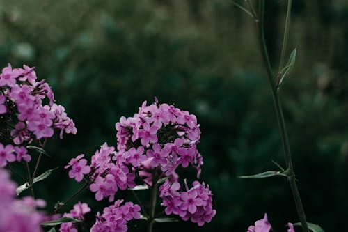 Fotografía En Primer Plano De Flores Púrpuras