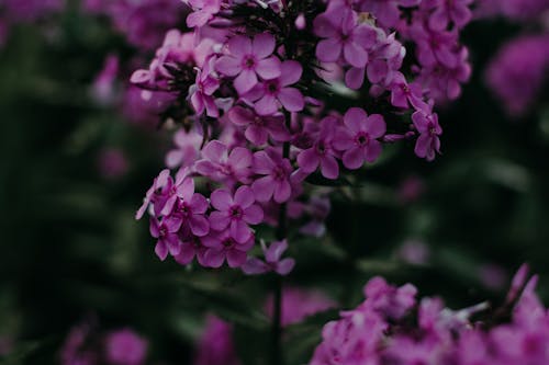 無料 紫の花のセレクティブフォーカス写真 写真素材
