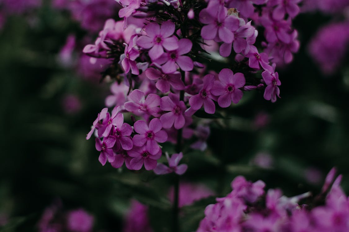Selective Focus Photography of Purple Flowers