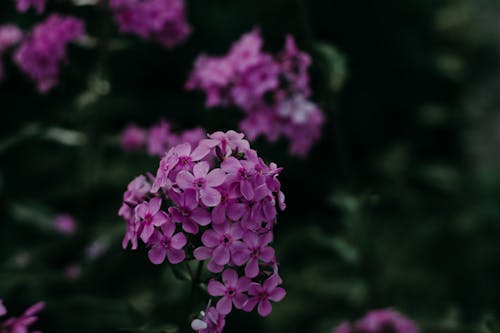 Mor çiçeklerin Yakın çekim Fotoğrafçılığı
