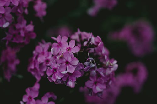 Pink Broad Petaled Flower