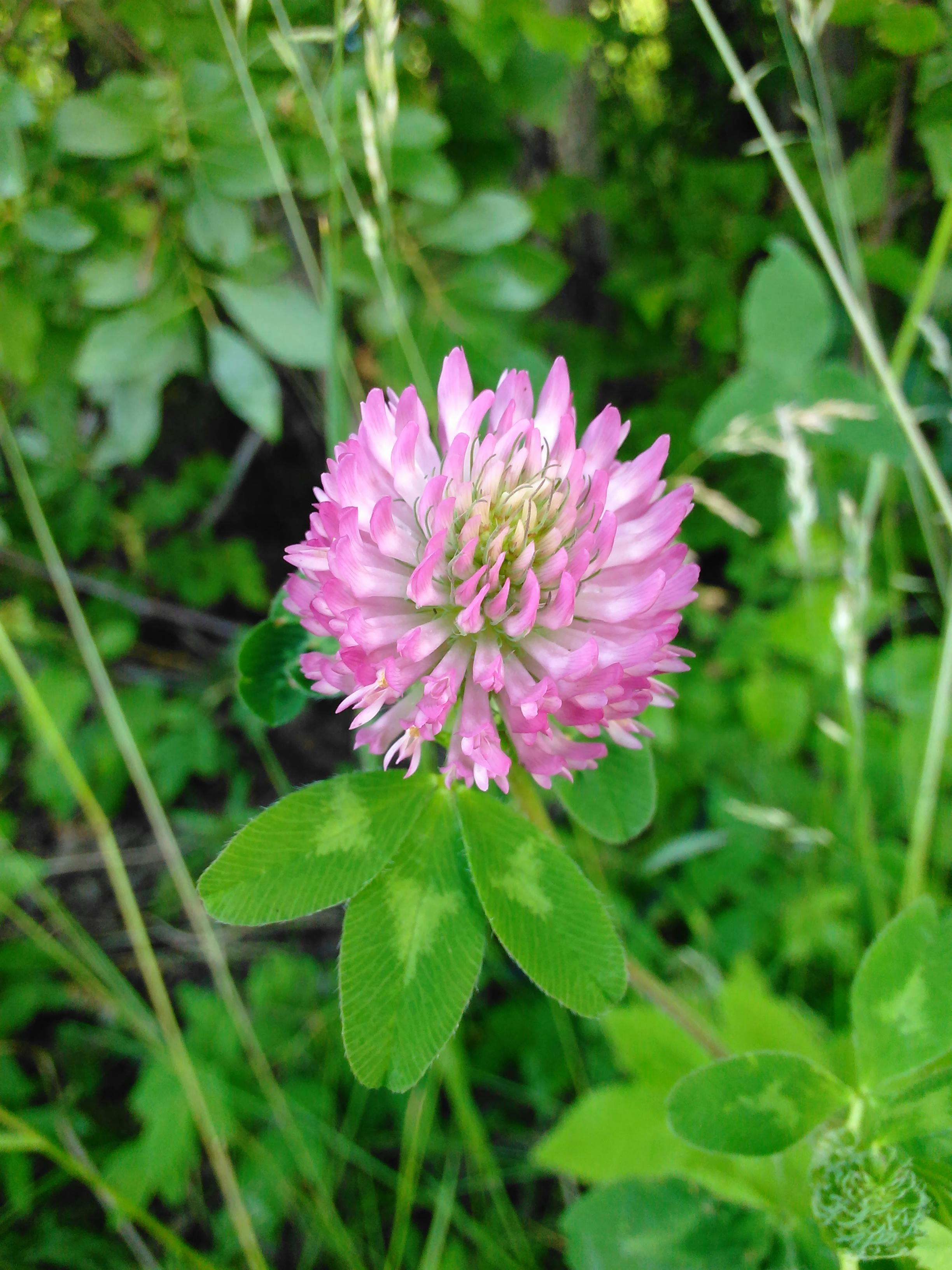 クローバー ピンククローバー ピンクの花の無料の写真素材