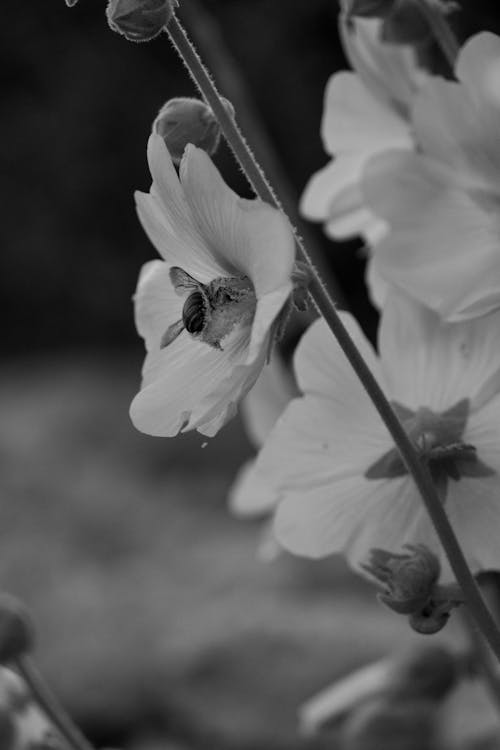 Grayscale Photo of Blooming Flowers