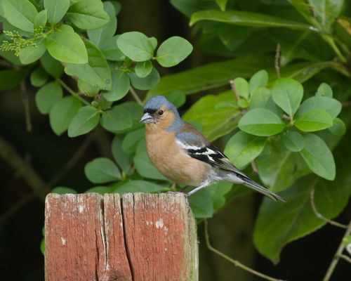Free A vibrant chaffinch perched on a wooden post surrounded by lush green leaves. Stock Photo