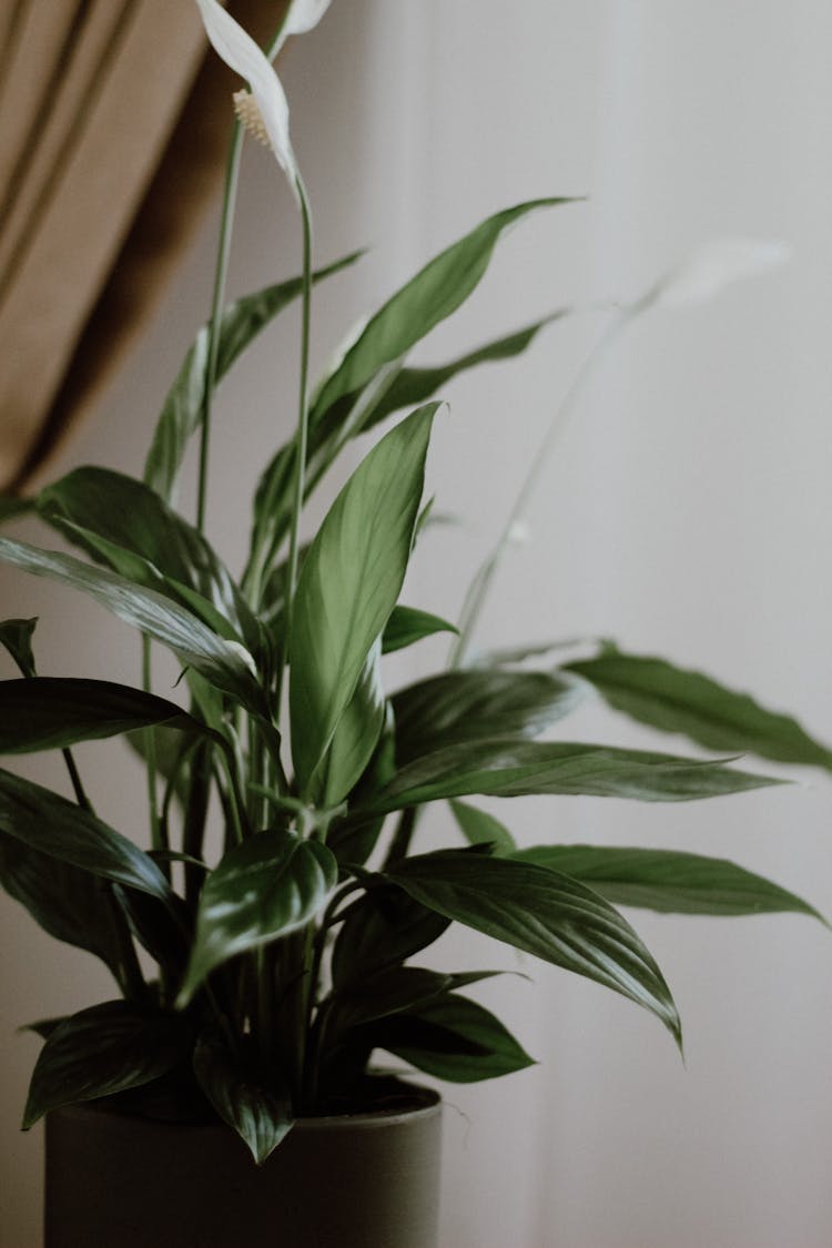 Close-Up Shot Of A Plant In A Pot