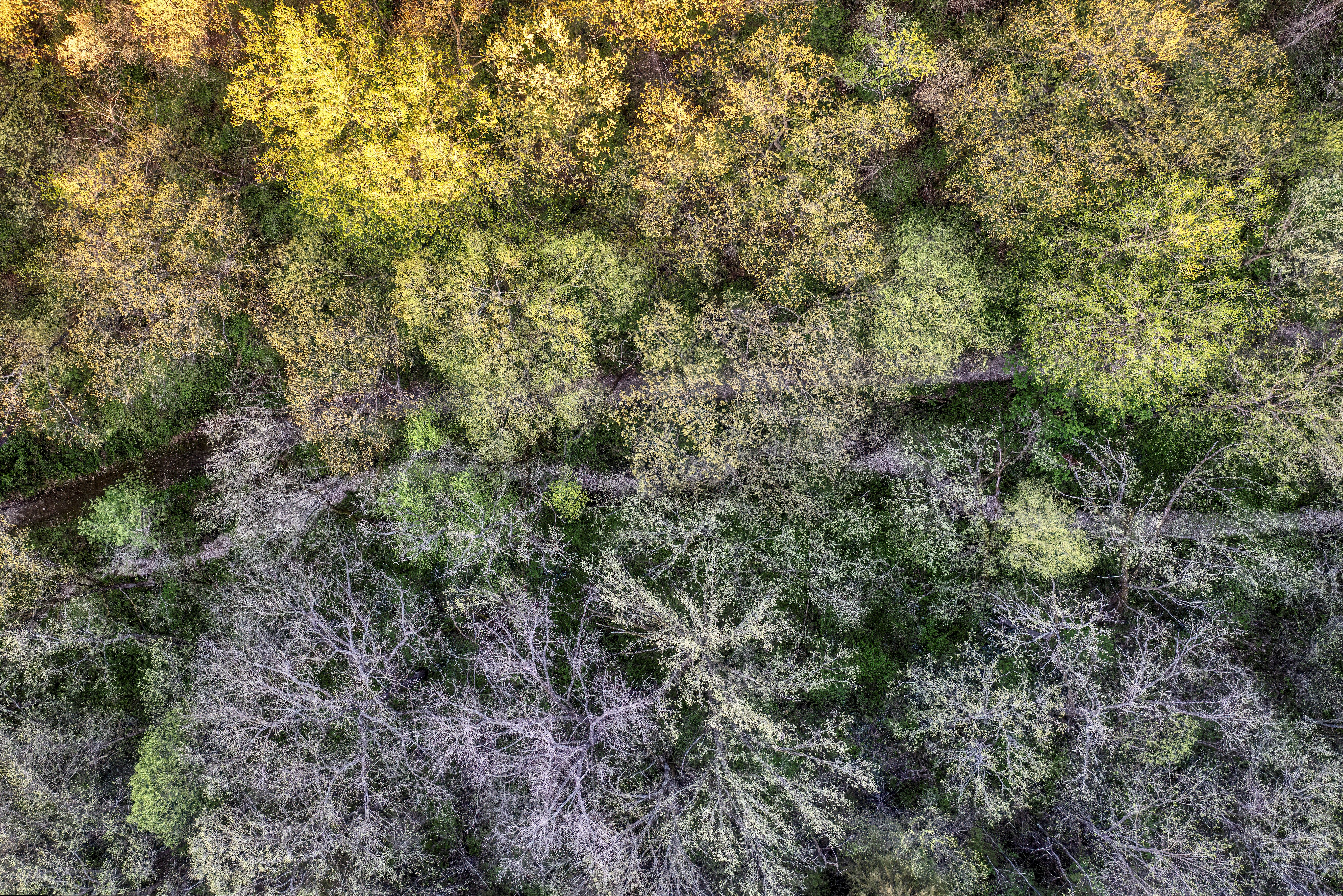 Aerial Photography of Trees in the Forest · Free Stock Photo