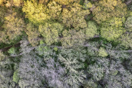 Aerial Photography of Trees in the Forest