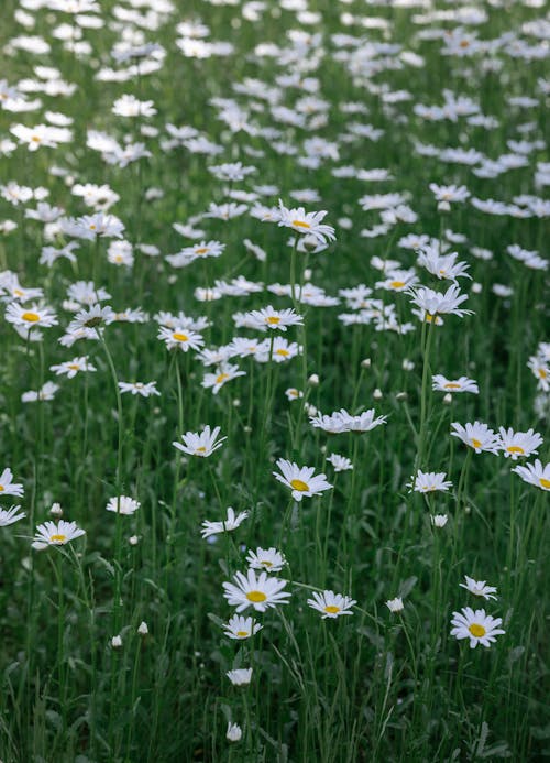 Gratis lagerfoto af bane, bellis, blomster