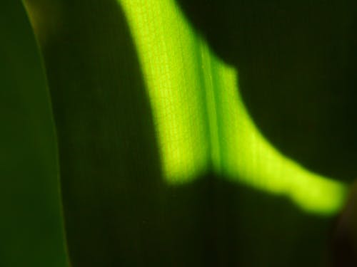 Leaf