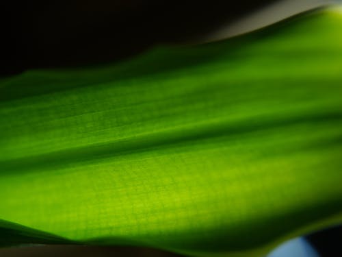 Leaf