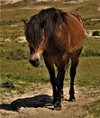 pony