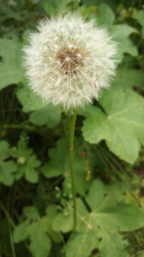 Free Vertical close-up of a dandelion in lush greenery, showcasing its fluffy seed head. Stock Photo