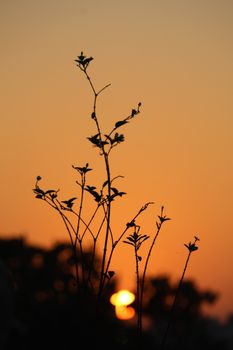 Silhouette of plants against a vibrant sunset sky in Surat, India.