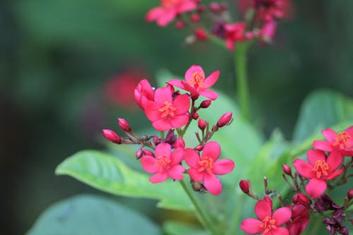 Бесплатное стоковое фото с красивые цветы, цветущий цветок