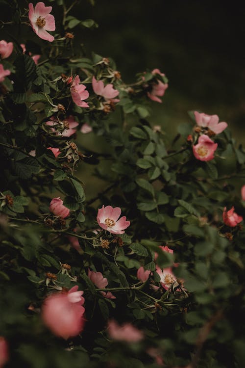 Bezpłatne Darmowe zdjęcie z galerii z kwiaty, natura, pionowy strzał Zdjęcie z galerii