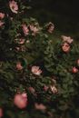 By its own nature Images
