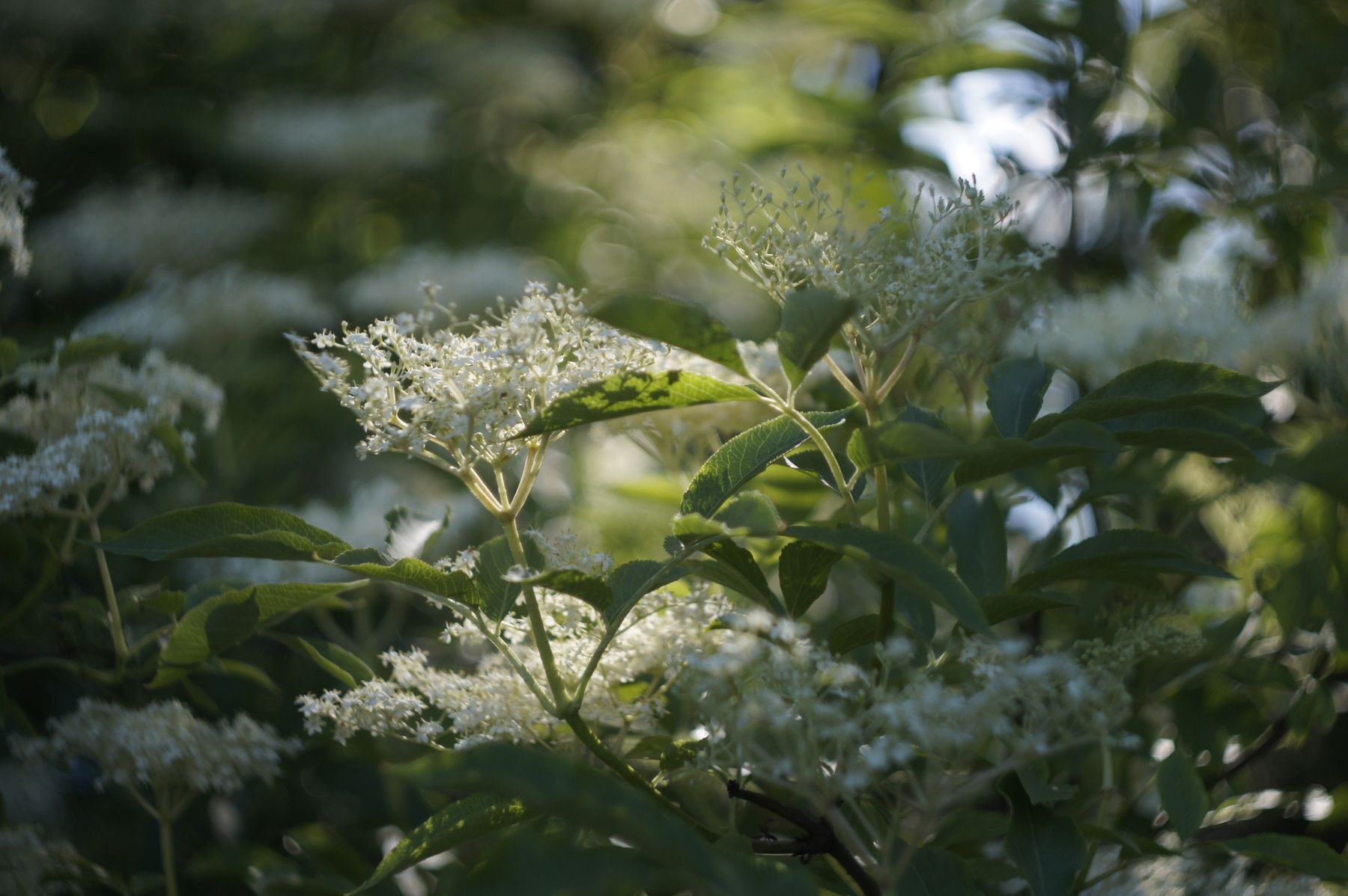 Sunlit elderflower blossoms on a green shrub Sunlit elderflower blossoms on a green shrub
