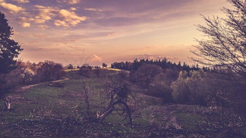 Gratis stockfoto met bomen, Bos, hemel