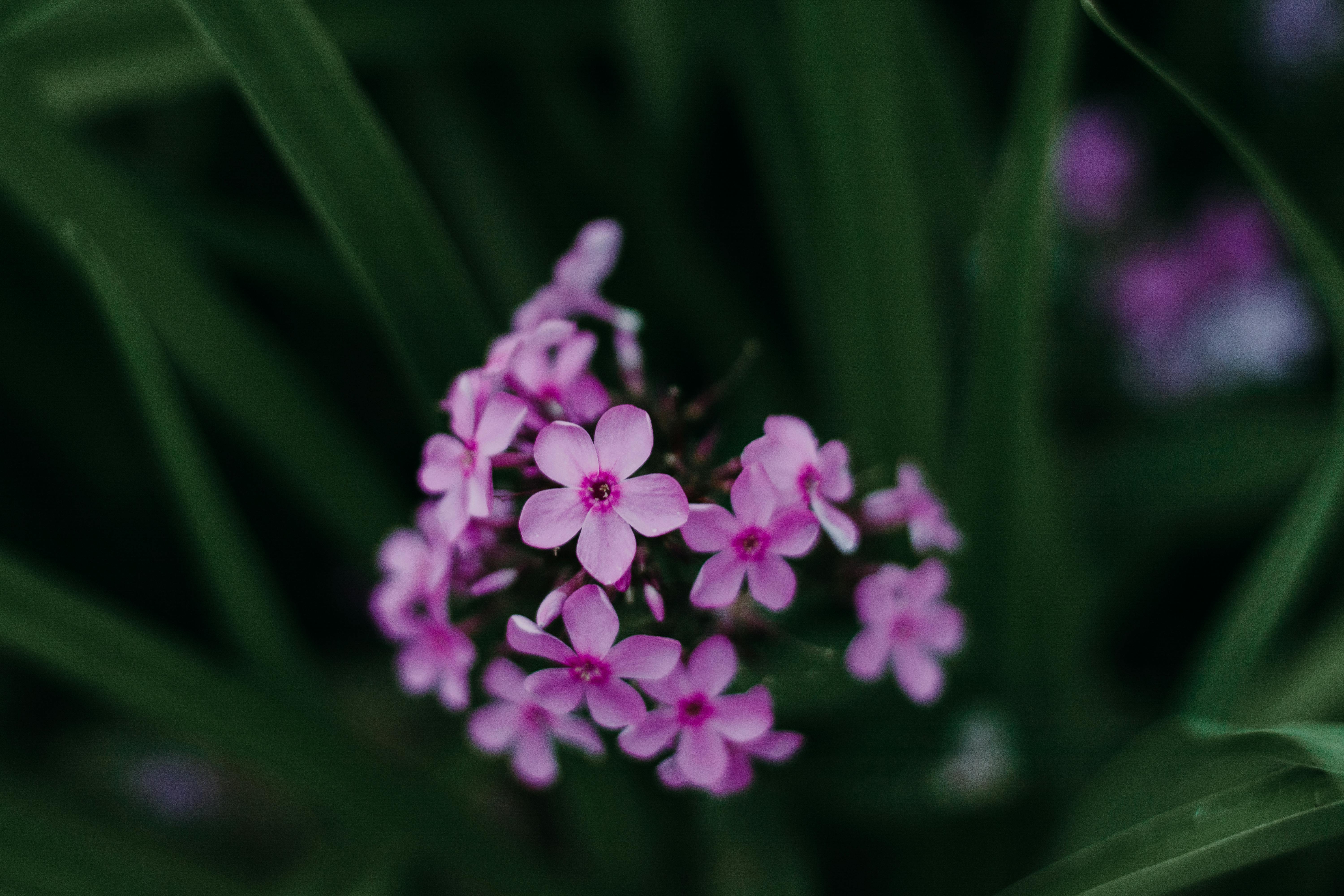 A vibrant close-up of delicate purple flowers blooming amidst lush green leaves.