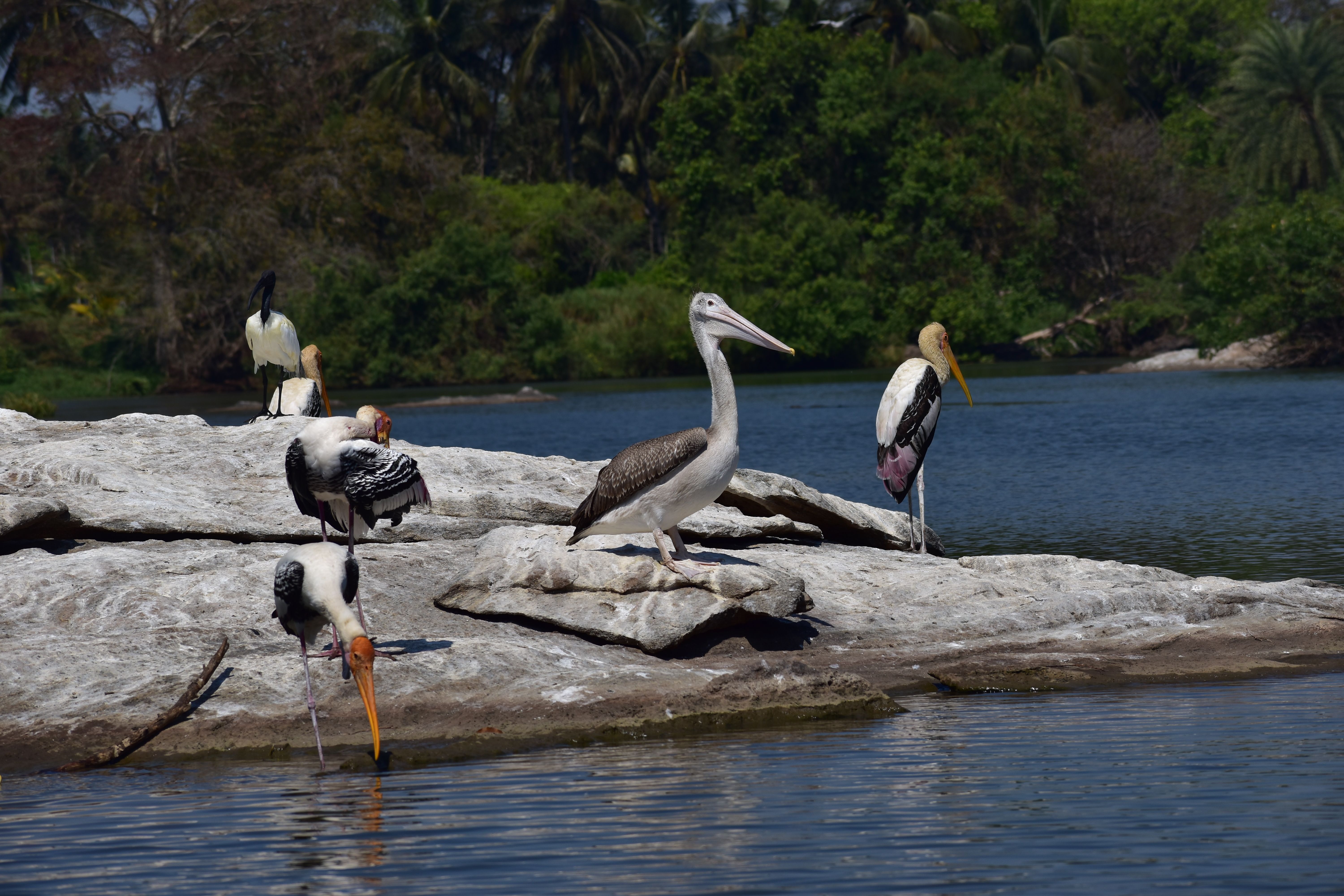 Where to Stay in Srirangapatna: Complete Area Guide
