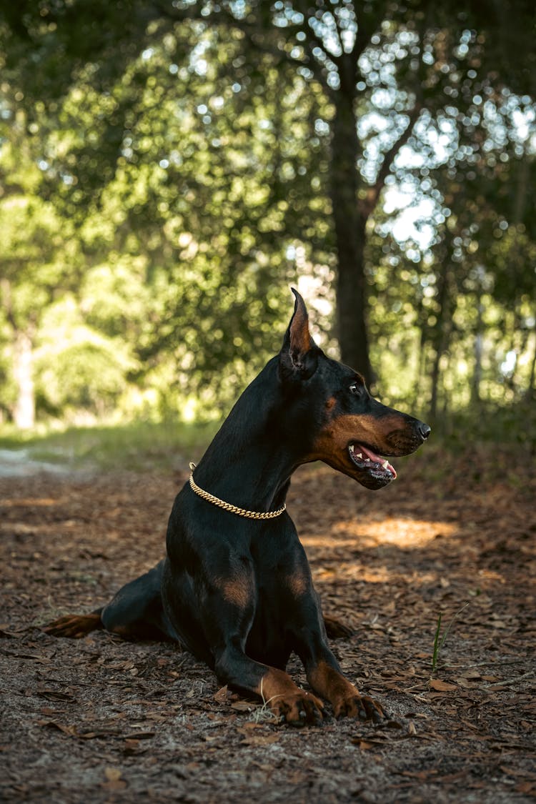 Close-Up Shot Of A Doberman