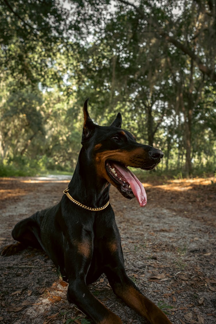 Close-Up Shot Of A Doberman