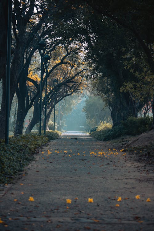 Foto d'estoc gratuïta de arbres, buit, natura