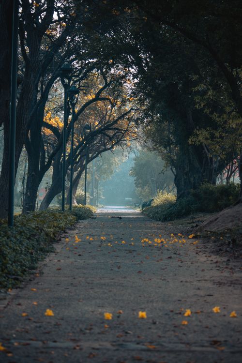 Free Enchanting tree-lined pathway in a Delhi park, perfect for a tranquil walk. Stock Photo