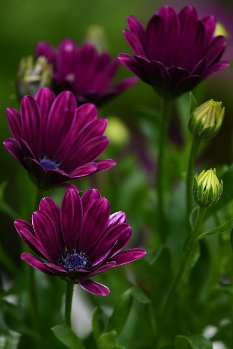 Magenta Flowers In Close Up Shot