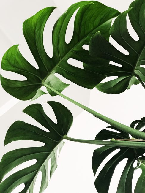 Vibrant indoor capture of Monstera Deliciosa leaves showcasing their unique patterns.