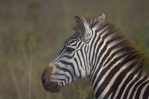 Free Close-up side view of a zebra in Nairobi National Park, showcasing its striking black and white stripes. Stock Photo
