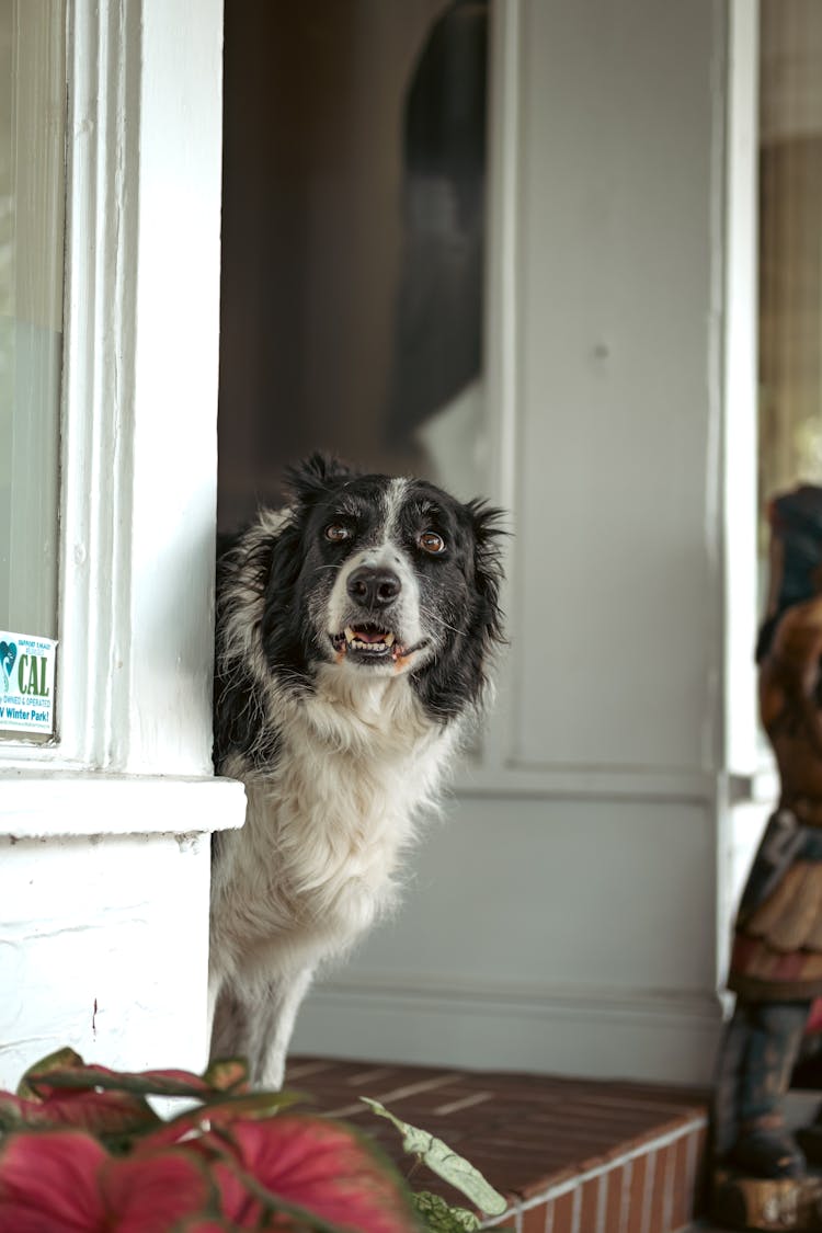 Dog In The House Entrance 