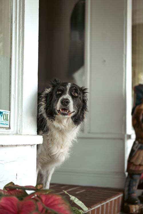 Free Adorable Border Collie curiously peeking out from a home's doorway, creating a charming scene. Stock Photo