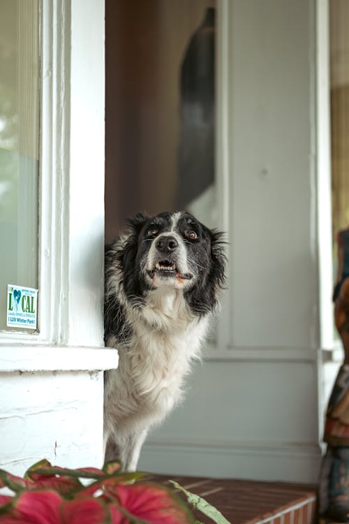 Gratis Foto stok gratis anjing, binatang, border collie Foto Stok