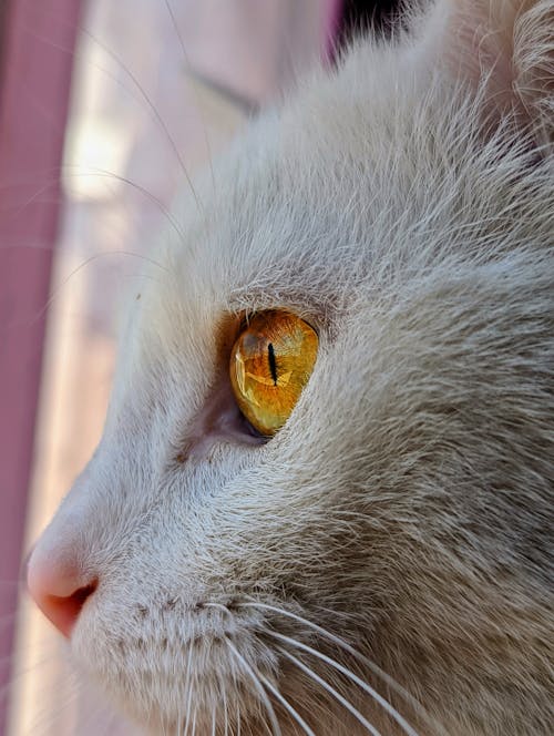 คลังภาพถ่ายฟรี ของ ดวงตาของแมว, ตาแมว, ภาพระดับสายตา